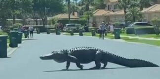 Bu ANKAPARK’tan kaçan bir mülteci değil; Florida’da kurallara uygun biçimde karşıdan karşıya geçen bir timsah!