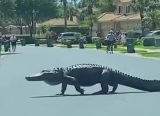 Bu ANKAPARK’tan kaçan bir mülteci değil; Florida’da kurallara uygun biçimde karşıdan karşıya geçen bir timsah!