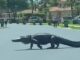 Bu ANKAPARK’tan kaçan bir mülteci değil; Florida’da kurallara uygun biçimde karşıdan karşıya geçen bir timsah!