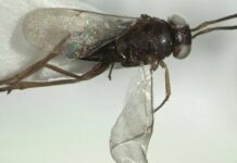 Aydın’da yeni bir zararlı böcek türü tanımlandı; ‘Leptomastix baspinari Japoshvili’