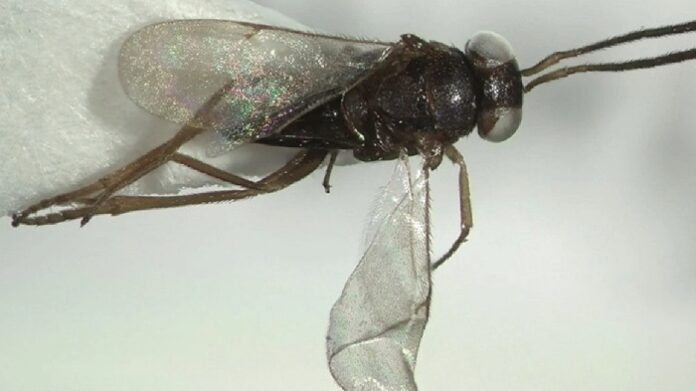 Leptomastix baspinari Japoshvili