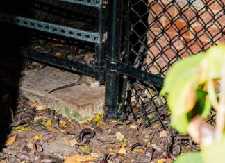 New York’a fareden sorumlu ‘Şerif’ atandı!