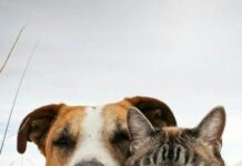 4 Nisan; Dünya Sokak Hayvanları Günü…