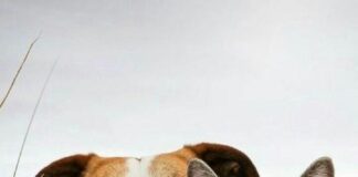 4 Nisan; Dünya Sokak Hayvanları Günü…