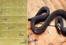 ‘Savunma sanayi’de yeni taktik: Yılanlar, tehlikeden kurtulmak için takla atıyor!