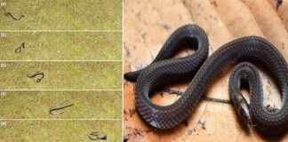 ‘Savunma sanayi’de yeni taktik: Yılanlar, tehlikeden kurtulmak için takla atıyor!