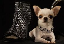 Guinness, Dünyanın yaşayan en kısa köpeğini açıkladı: 9.14 santimlik Pear !