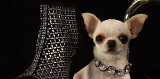 Guinness, Dünyanın yaşayan en kısa köpeğini açıkladı: 9.14 santimlik Pear !