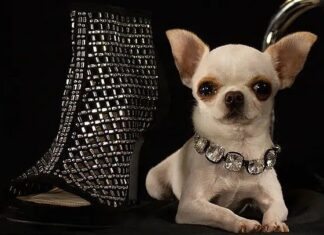 Guinness, Dünyanın yaşayan en kısa köpeğini açıkladı: 9.14 santimlik Pear !