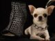 Guinness, Dünyanın yaşayan en kısa köpeğini açıkladı: 9.14 santimlik Pear !
