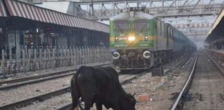 “-İnek nerede? -Dağa kaçtı. -Dağ nerede? -Yandı, bitti kül oldu” Buna benzer: Tren ineğe çarptı, inek işeyen adamın üzerine düştü, adam öldü!