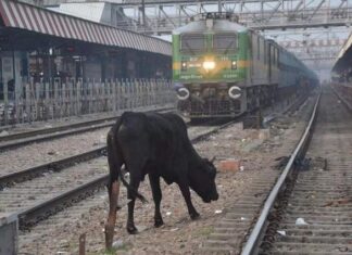 “-İnek nerede? -Dağa kaçtı. -Dağ nerede? -Yandı, bitti kül oldu” Buna benzer: Tren ineğe çarptı, inek işeyen adamın üzerine düştü, adam öldü!