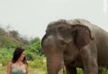 📽️Fil, muz’uyla dalga geçen kadını havada savurup fırlattı!