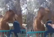 📽️Deve başından yakaladı, ayaklarını yerden kesti. Hayvanat bahçesinde yasak alana giren çocuk canından oluyordu