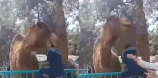 📽️Deve başından yakaladı, ayaklarını yerden kesti. Hayvanat bahçesinde yasak alana giren çocuk canından oluyordu