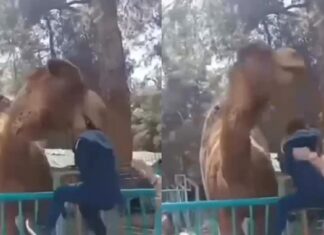 📽️Deve başından yakaladı, ayaklarını yerden kesti. Hayvanat bahçesinde yasak alana giren çocuk canından oluyordu
