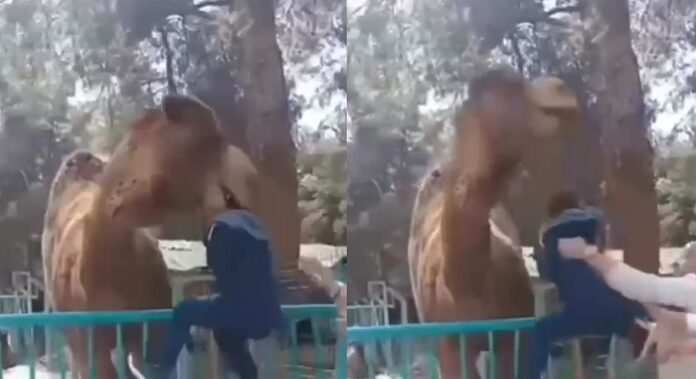 deve-cocugun-basindan-yakalandi-ve-hava-kaldirdi1