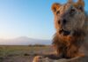 Dünyanın en yaşlı aslanlarından Loonkiito, Kenya’da mızrakla öldürüldü.