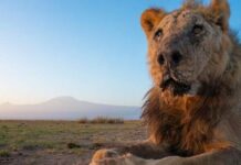 Dünyanın en yaşlı aslanlarından Loonkiito, Kenya’da mızrakla öldürüldü.