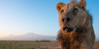Dünyanın en yaşlı aslanlarından Loonkiito, Kenya’da mızrakla öldürüldü.