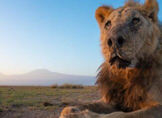 Dünyanın en yaşlı aslanlarından Loonkiito, Kenya’da mızrakla öldürüldü.