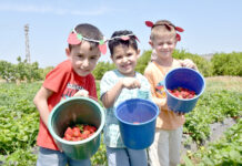 Menemen Geleneksel Çilek Festivali 20 Mayıs Cumartesi başlıyor