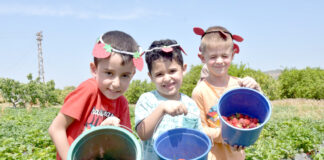 Menemen Geleneksel Çilek Festivali 20 Mayıs Cumartesi başlıyor