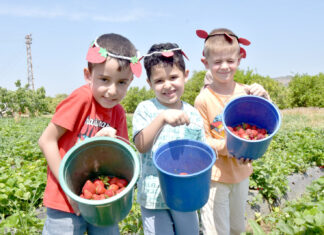 Menemen Geleneksel Çilek Festivali 20 Mayıs Cumartesi başlıyor