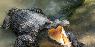 Kaybolan amatör balıkçı bulundu: Bir timsahın midesinde!