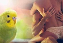 ‘Yalan söylüyor’ da diyemezsin… Papağan Adamın hizmetçiyle ‘kırıştırdığını’ bir bir adamın karısına anlattı!