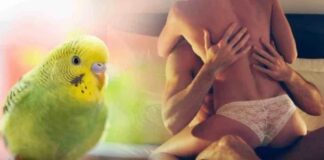 ‘Yalan söylüyor’ da diyemezsin… Papağan Adamın hizmetçiyle ‘kırıştırdığını’ bir bir adamın karısına anlattı!