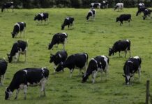 📽️İnekler inek olalı bu kadar kaliteli bir ‘mera’da otlamamıştı; Almanya’da çevreciler ineklerini Meclis bahçesinde otlattı