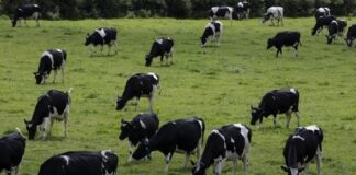 📽️İnekler inek olalı bu kadar kaliteli bir ‘mera’da otlamamıştı; Almanya’da çevreciler ineklerini Meclis bahçesinde otlattı