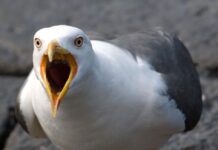 Bir bu eksikti: Martılar, uyuşturucu zulalarına baskın yapıyor; bonzai çekip psikopatlaşıyor!