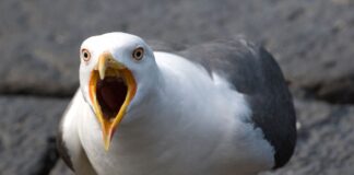 Bir bu eksikti: Martılar, uyuşturucu zulalarına baskın yapıyor; bonzai çekip psikopatlaşıyor!