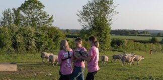 📽️3 Kadın aktivist Kral Charles’ın Sandringham malikanesinden kuzu çaldı!