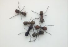 Karınca aklı: Bir karınca kolonisinin avlanmamak için ölü taklidi yaptığı anlaşıldı