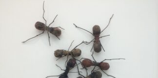 Karınca aklı: Bir karınca kolonisinin avlanmamak için ölü taklidi yaptığı anlaşıldı