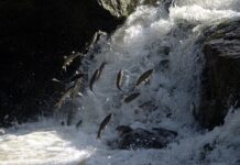 📽️Göç zamanı. İnci kefali göçünü izlemek için akın ettiler!