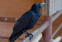 📽️Huzur vermiyorlar. Huzurevlnde kalanlara, yoldan geçenlere saldırıyorlar!