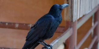 📽️Huzur vermiyorlar. Huzurevlnde kalanlara, yoldan geçenlere saldırıyorlar!