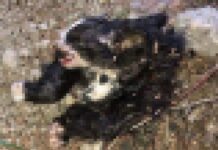 İnsanlık dışı. İstanbul Başakşehir’de biri kafası ve kolu kesilmiş 20 kedi ölü bulundu!