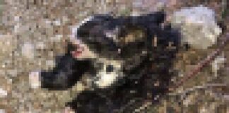 İnsanlık dışı. İstanbul Başakşehir’de biri kafası ve kolu kesilmiş 20 kedi ölü bulundu!