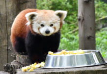 Hayvanat bahçesinde ne kadar mutlu olur? Uzun yoldan gelen kızıl panda Bursa’daki yeni yuvasında!