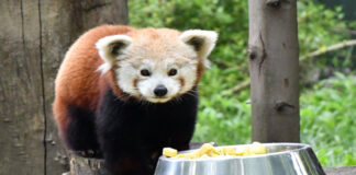 Hayvanat bahçesinde ne kadar mutlu olur? Uzun yoldan gelen kızıl panda Bursa’daki yeni yuvasında!