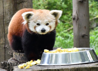 Hayvanat bahçesinde ne kadar mutlu olur? Uzun yoldan gelen kızıl panda Bursa’daki yeni yuvasında!