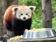 Hayvanat bahçesinde ne kadar mutlu olur? Uzun yoldan gelen kızıl panda Bursa’daki yeni yuvasında!