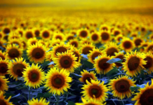 Hastalık tarlaları vurdu. Ayçiçek yağı krizi mi geliyor?