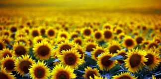 Hastalık tarlaları vurdu. Ayçiçek yağı krizi mi geliyor?