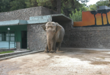 Bir dönem İzmir’in simgeleri arasında yer alan Fil Pak Bahadır, birleştirilecek iskeletiyle müzede sergilenecek